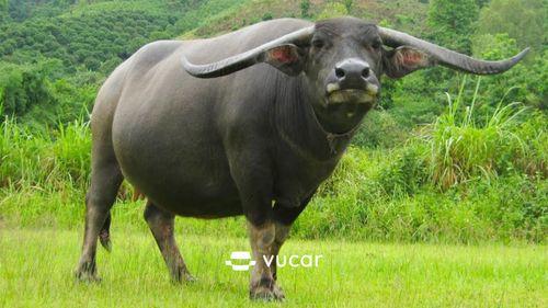 Giải mã giấc mơ thấy trâu cày ruộng mang ý nghĩa gì trong cuộc sống