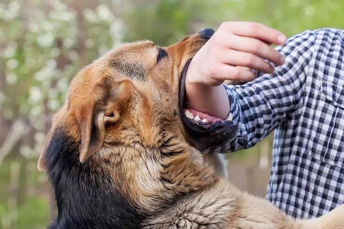 Mơ thấy chó cắn vào tay điềm báo, ý nghĩa giấc mơ chó cắn, giải mã giấc mơ
