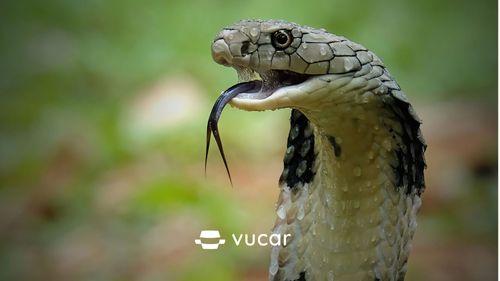 Sổ mơ, công cụ giải mã giấc mơ truyền thống, giúp khám phá điềm báo và con số may mắn