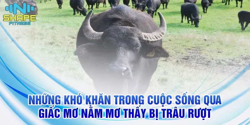 Soi cầu từ giấc mơ thấy mèo con, dự đoán con số may mắn