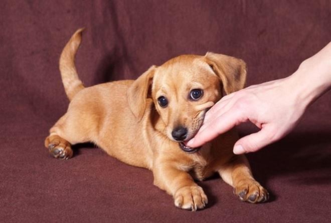 Tự giải mã giấc mơ chó cắn